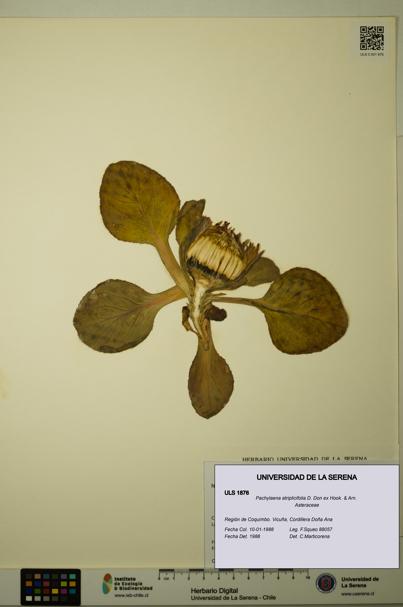 Pachylaena atriplicifolia [Espécimen: ]