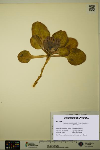 Pachylaena atriplicifolia [Espécimen: ]