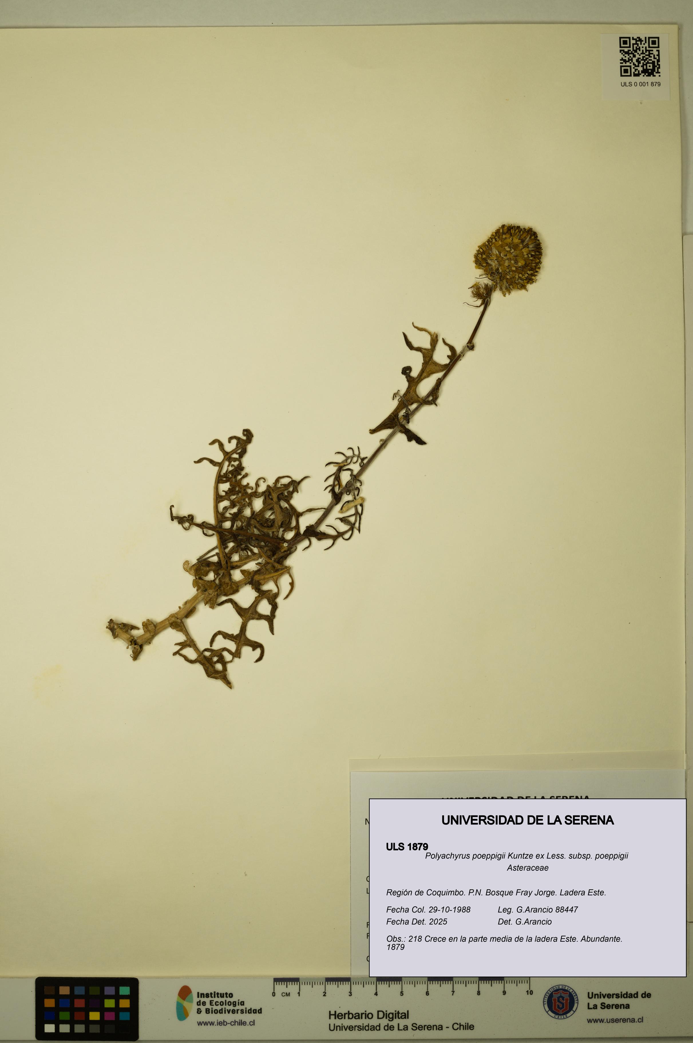 Polyachyrus poeppigii [Espécimen: ULS:ULS:0001879]