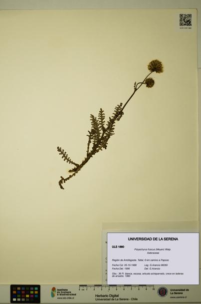 Polyachyrus fuscus [Espécimen: ULS:ULS:0001880]