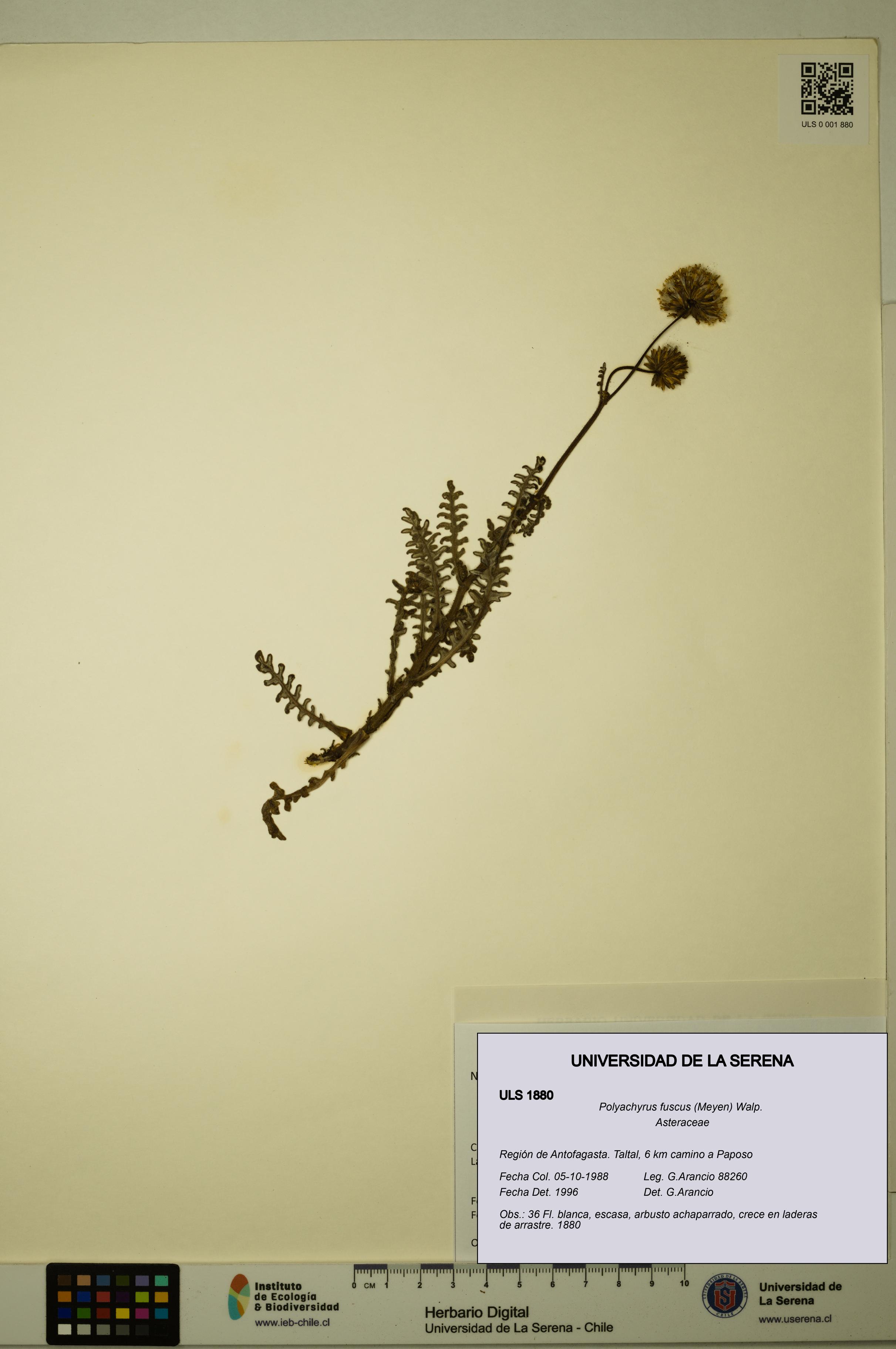 Polyachyrus fuscus [Espécimen: ULS:ULS:0001880]