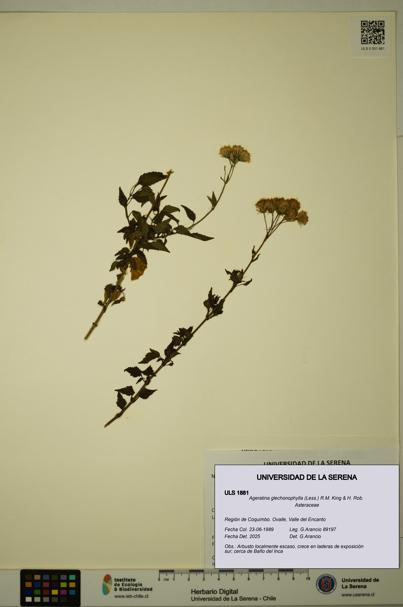 Ageratina glechonophylla [Espécimen: ULS:ULS:0001881]
