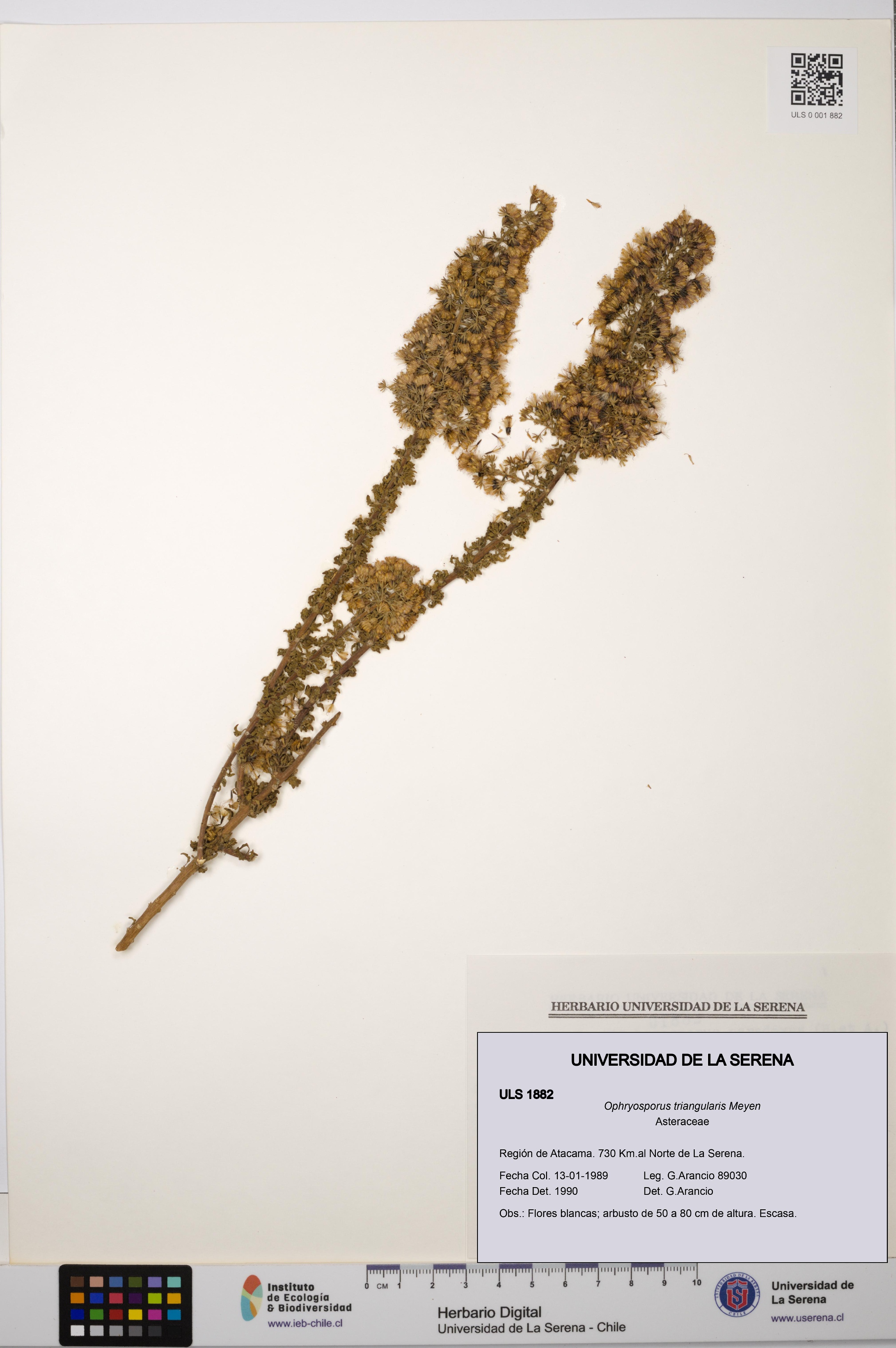 Ophryosporus triangularis [Espécimen: ULS:ULS:0001882]