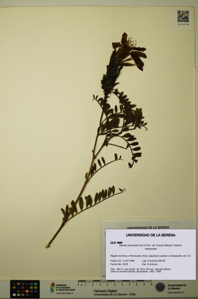 Mutisia acuminata [Espécimen: ULS:ULS:0001886]