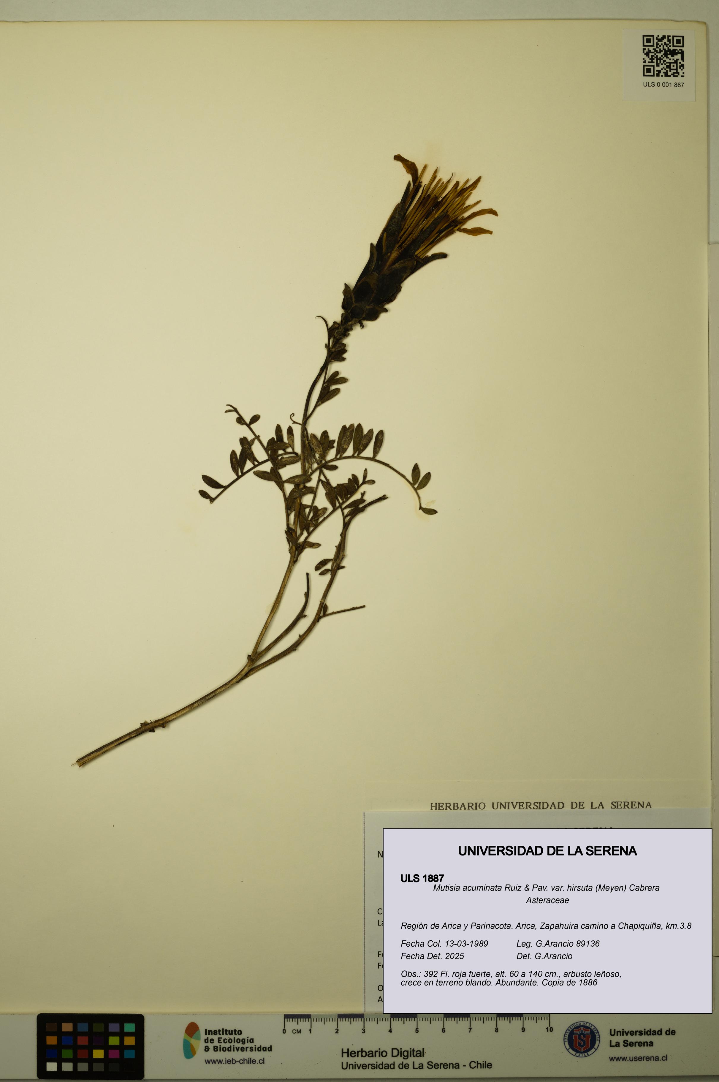 Mutisia acuminata [Espécimen: ULS:ULS:0001887]