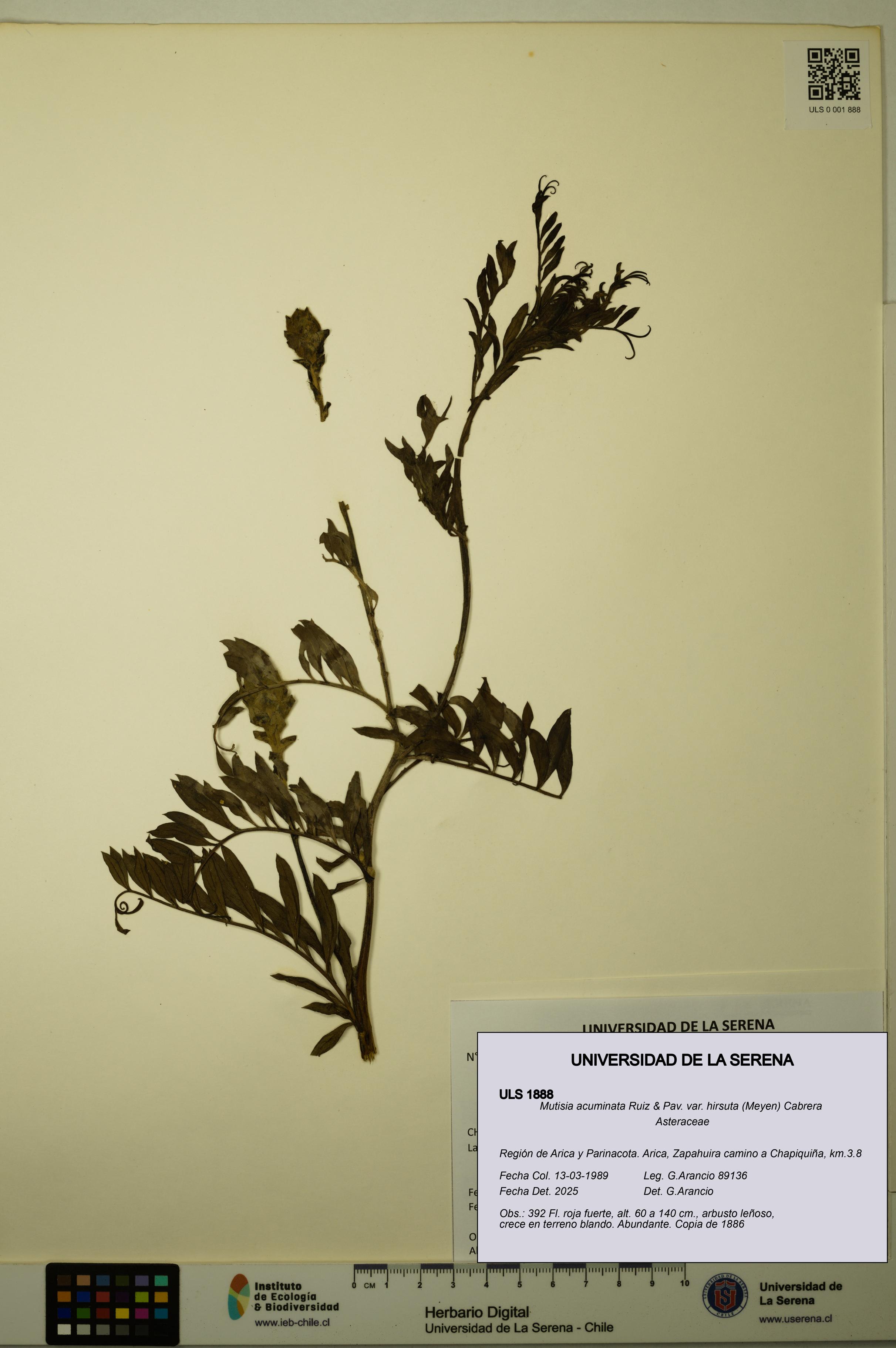 Mutisia acuminata [Espécimen: ULS:ULS:0001888]