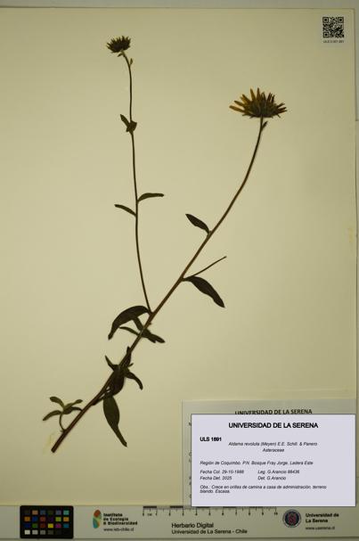 Aldama revoluta [Espécimen: ULS:ULS:0001891]