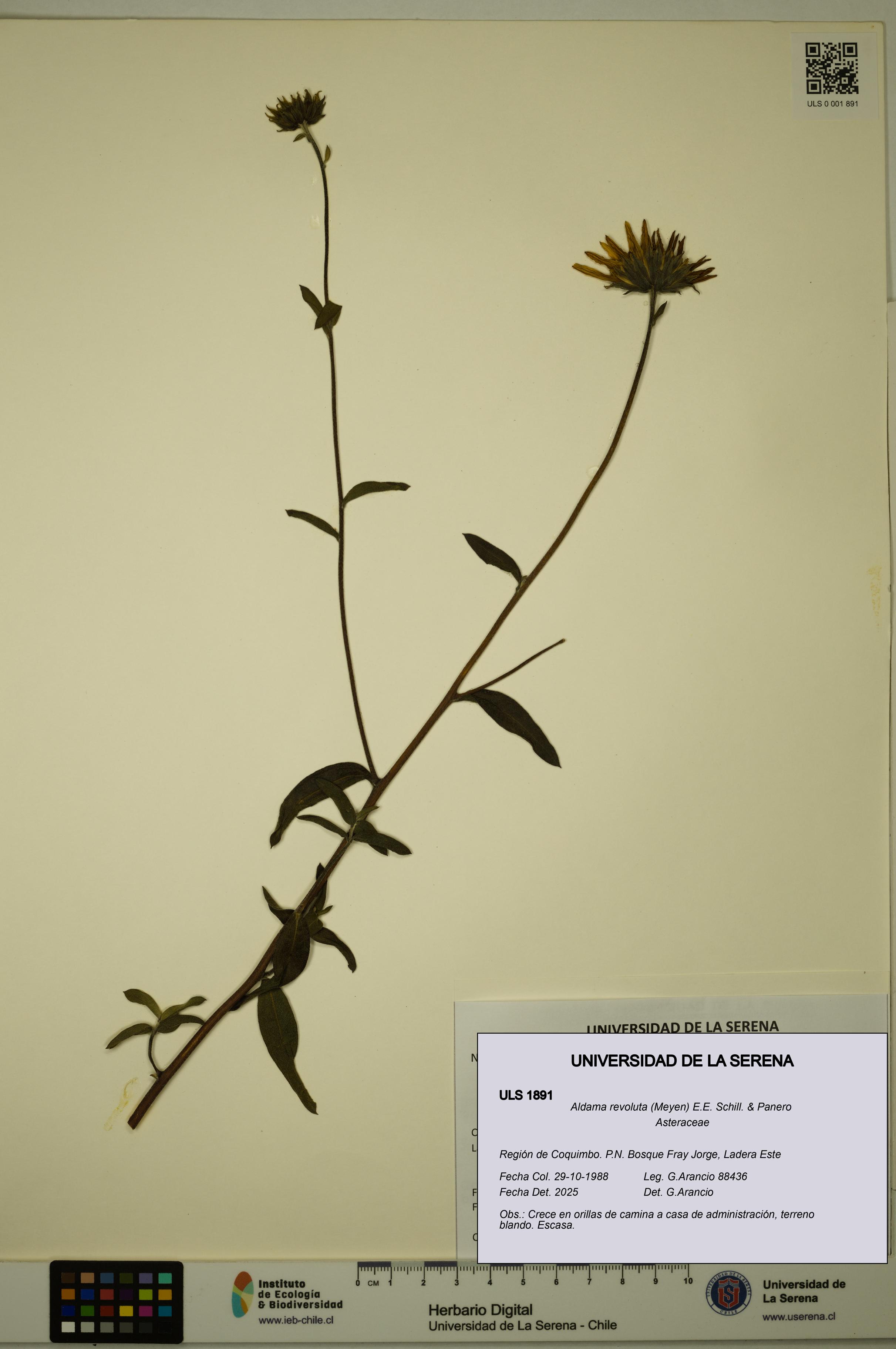 Aldama revoluta [Espécimen: ULS:ULS:0001891]
