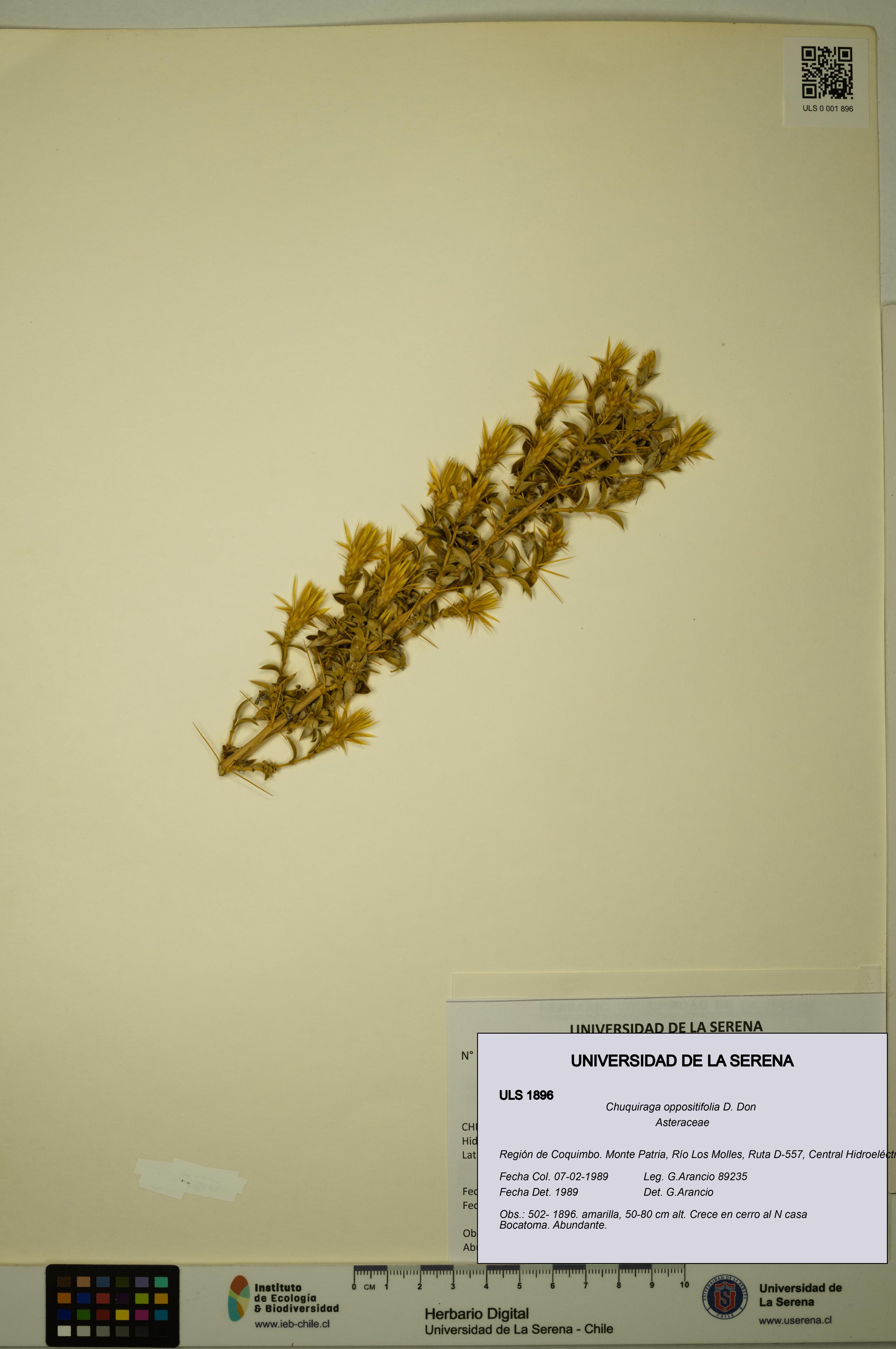 Chuquiraga oppositifolia [Espécimen: ULS:ULS:0001896]