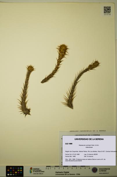 Nassauvia cumingii [Espécimen: ULS:ULS:0001898]