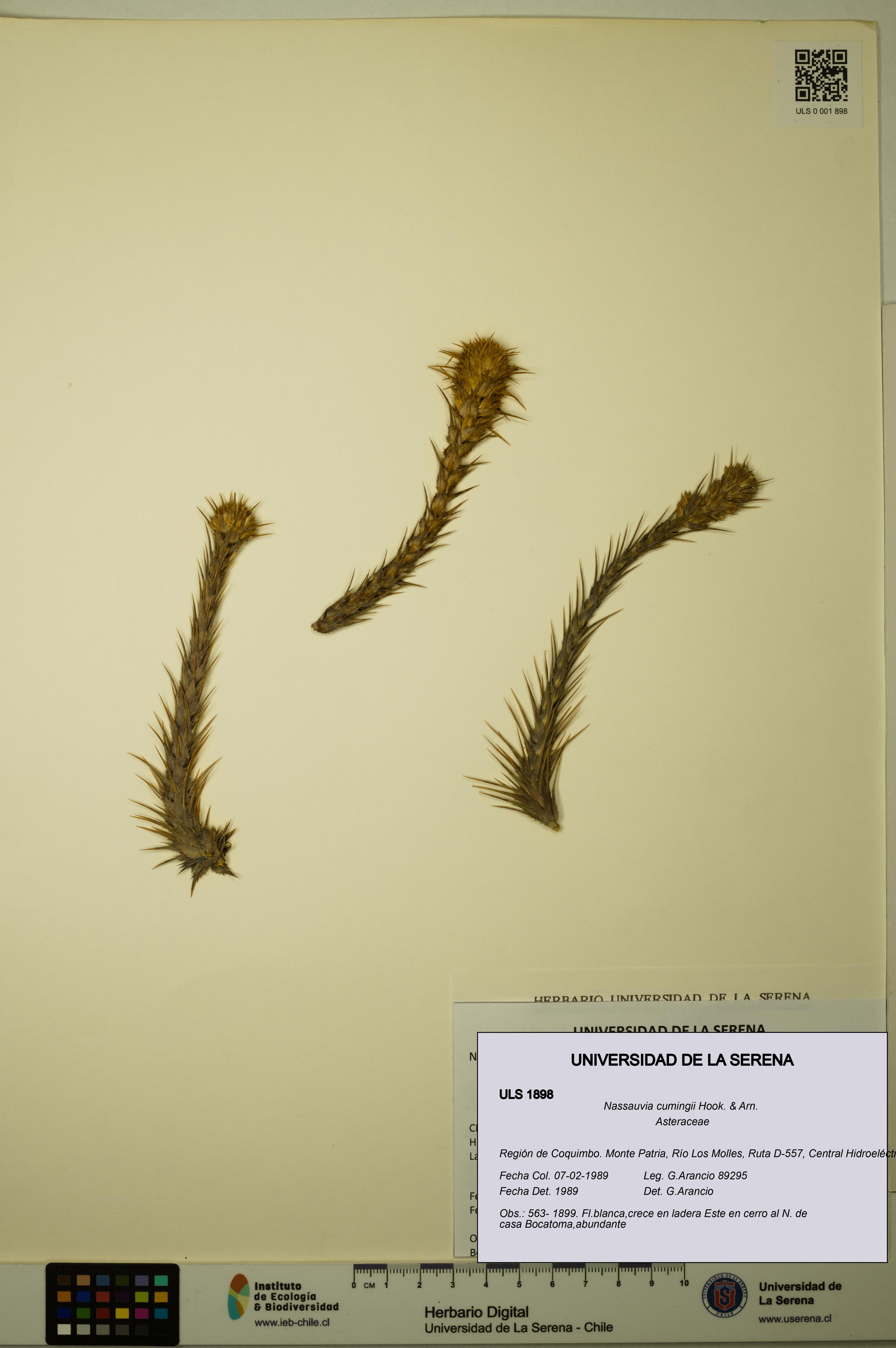 Nassauvia cumingii [Espécimen: ULS:ULS:0001898]