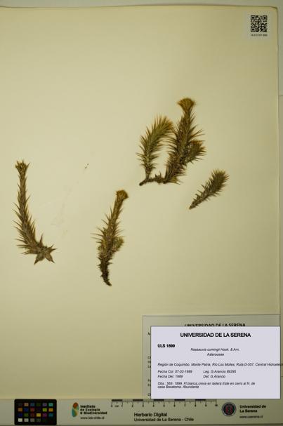 Nassauvia cumingii [Espécimen: ULS:ULS:0001899]