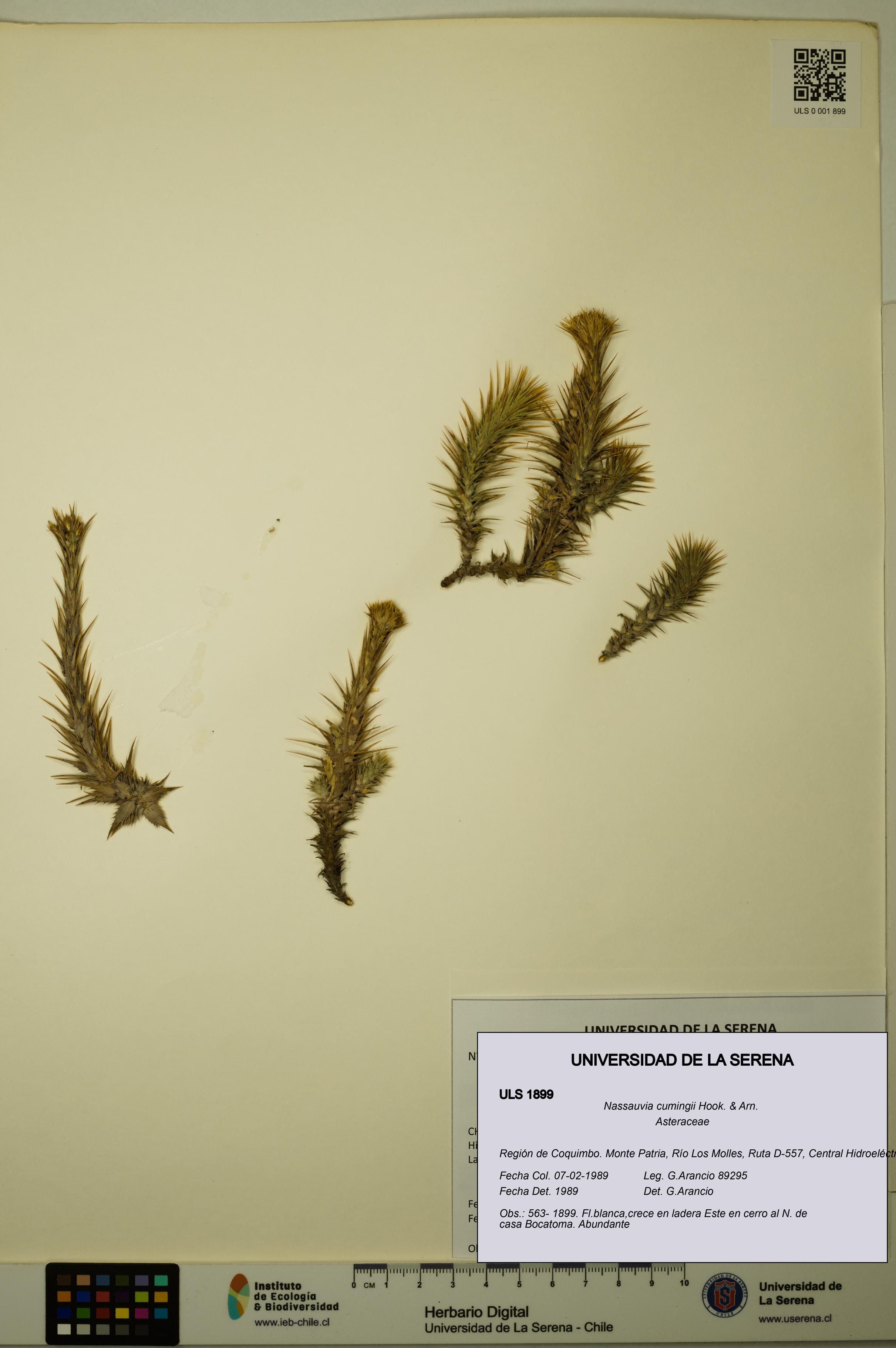 Nassauvia cumingii [Espécimen: ULS:ULS:0001899]