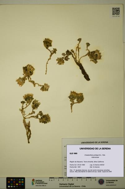 Chaetanthera philippii [Espécimen: ULS:ULS:0001900]