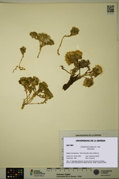 Chaetanthera philippii [Espécimen: ULS:ULS:0001901]