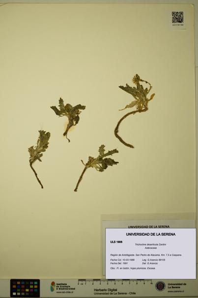 Trichocline deserticola [Espécimen: ULS:ULS:0001906]