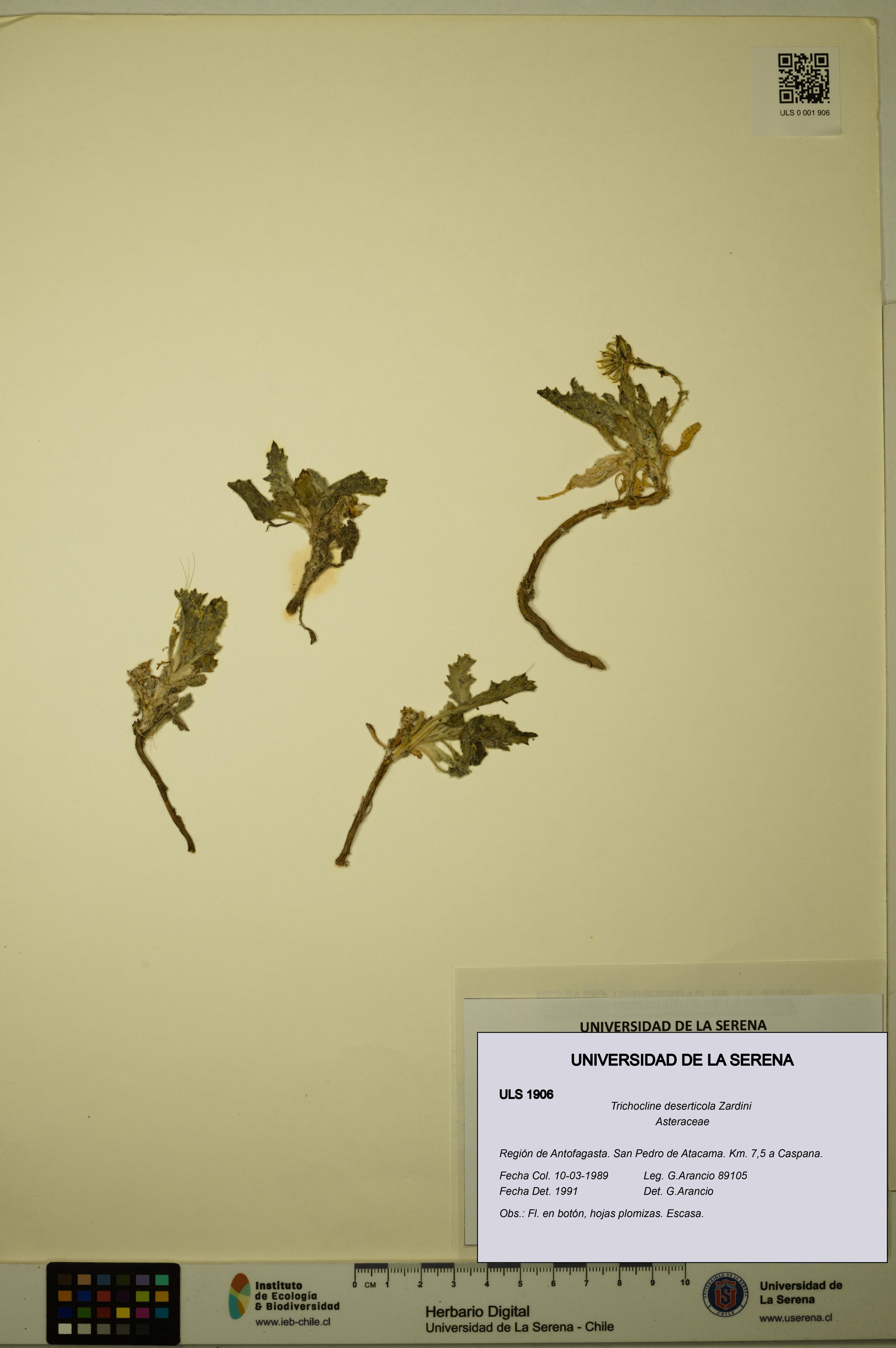 Trichocline deserticola [Espécimen: ULS:ULS:0001906]
