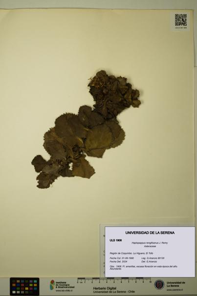Haplopappus rengifoanus [Espécimen: ULS:ULS:0001908]