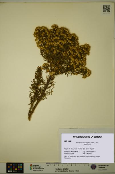 Baccharis linearis [Espécimen: ULS:ULS:0001922]