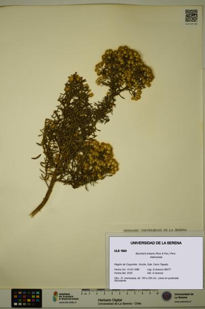 Baccharis linearis [Espécimen: ULS:ULS:0001923]