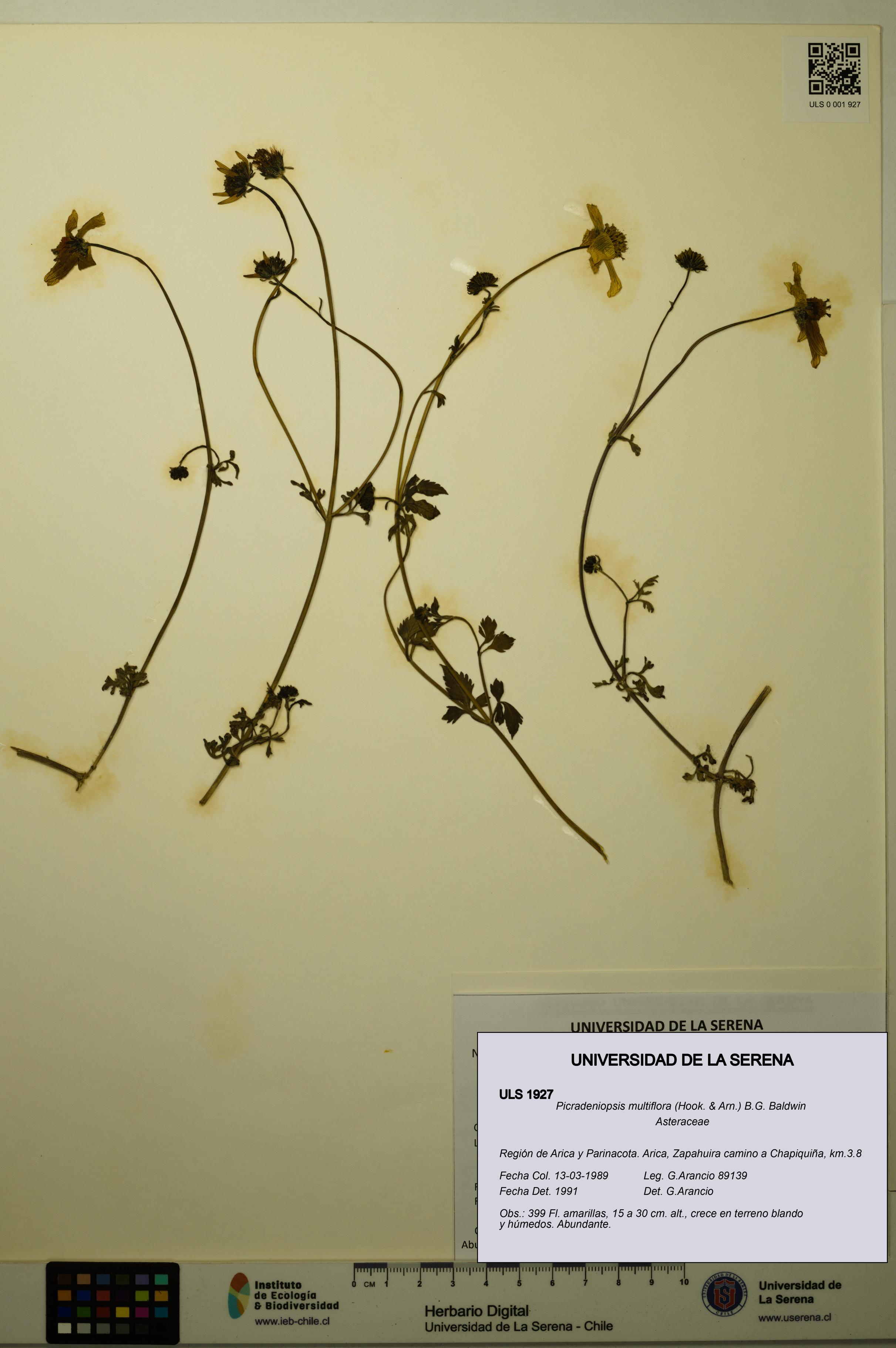 Picradeniopsis multiflora [Espécimen: ]