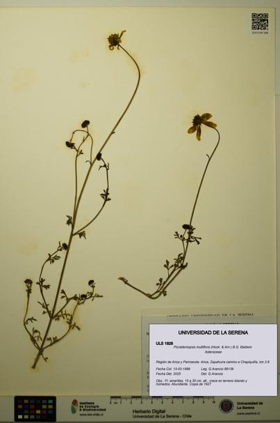 Picradeniopsis multiflora [Espécimen: ]