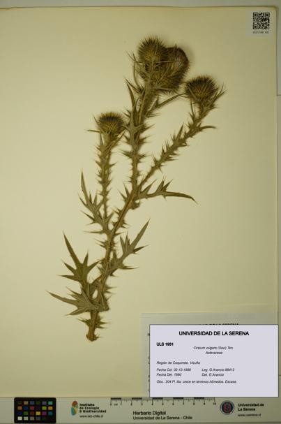 Cirsium vulgare [Espécimen: ULS:ULS:0001931]