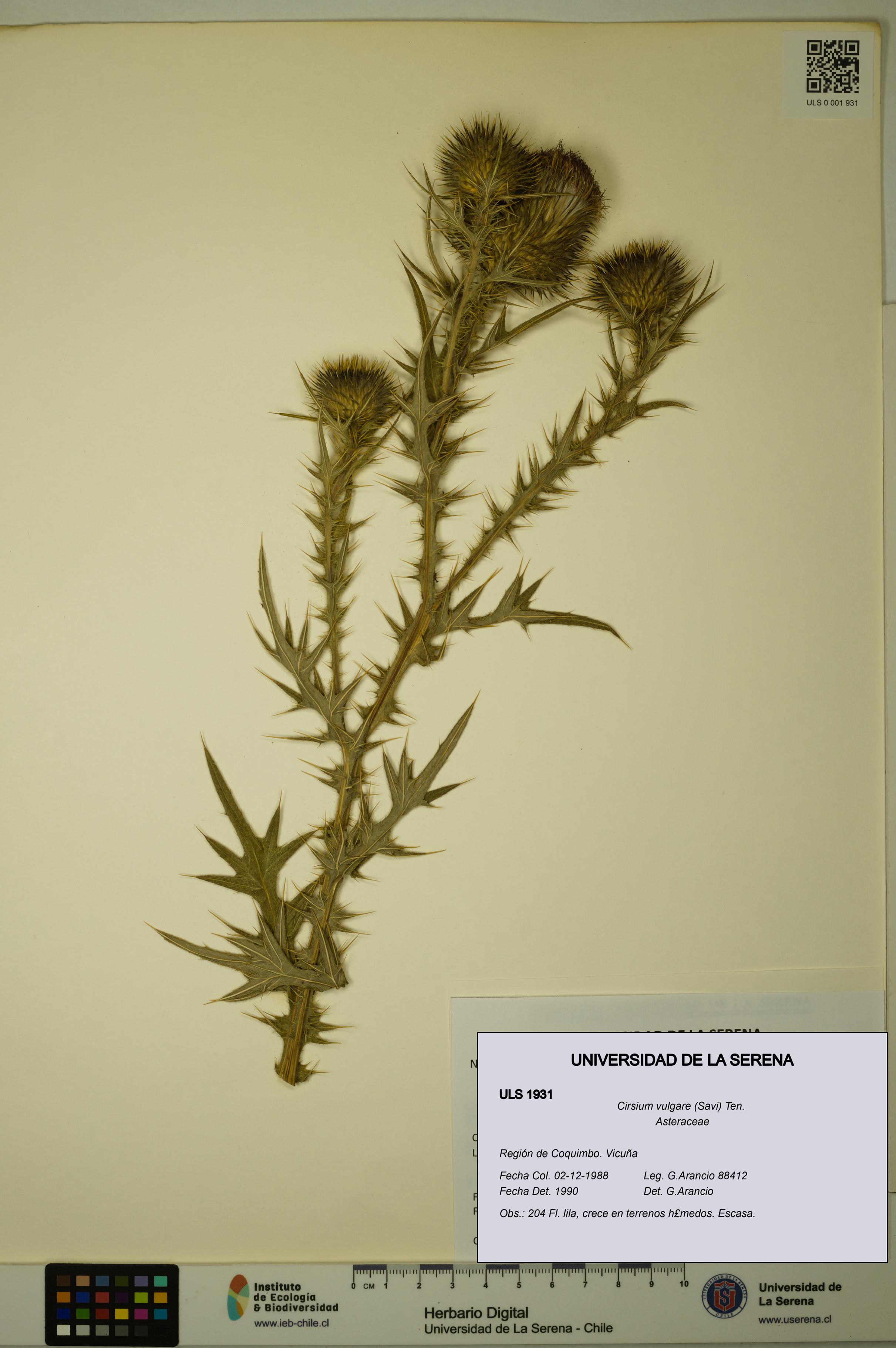 Cirsium vulgare [Espécimen: ULS:ULS:0001931]