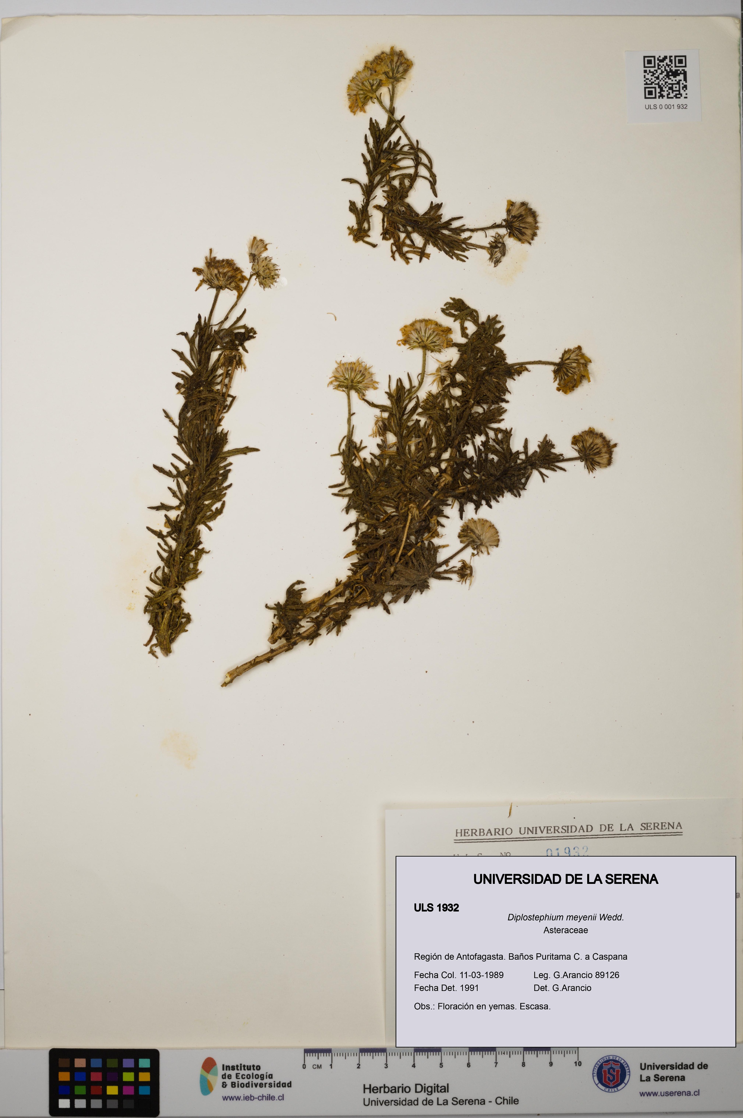 Diplostephium meyenii [Espécimen: ULS:ULS:0001932]