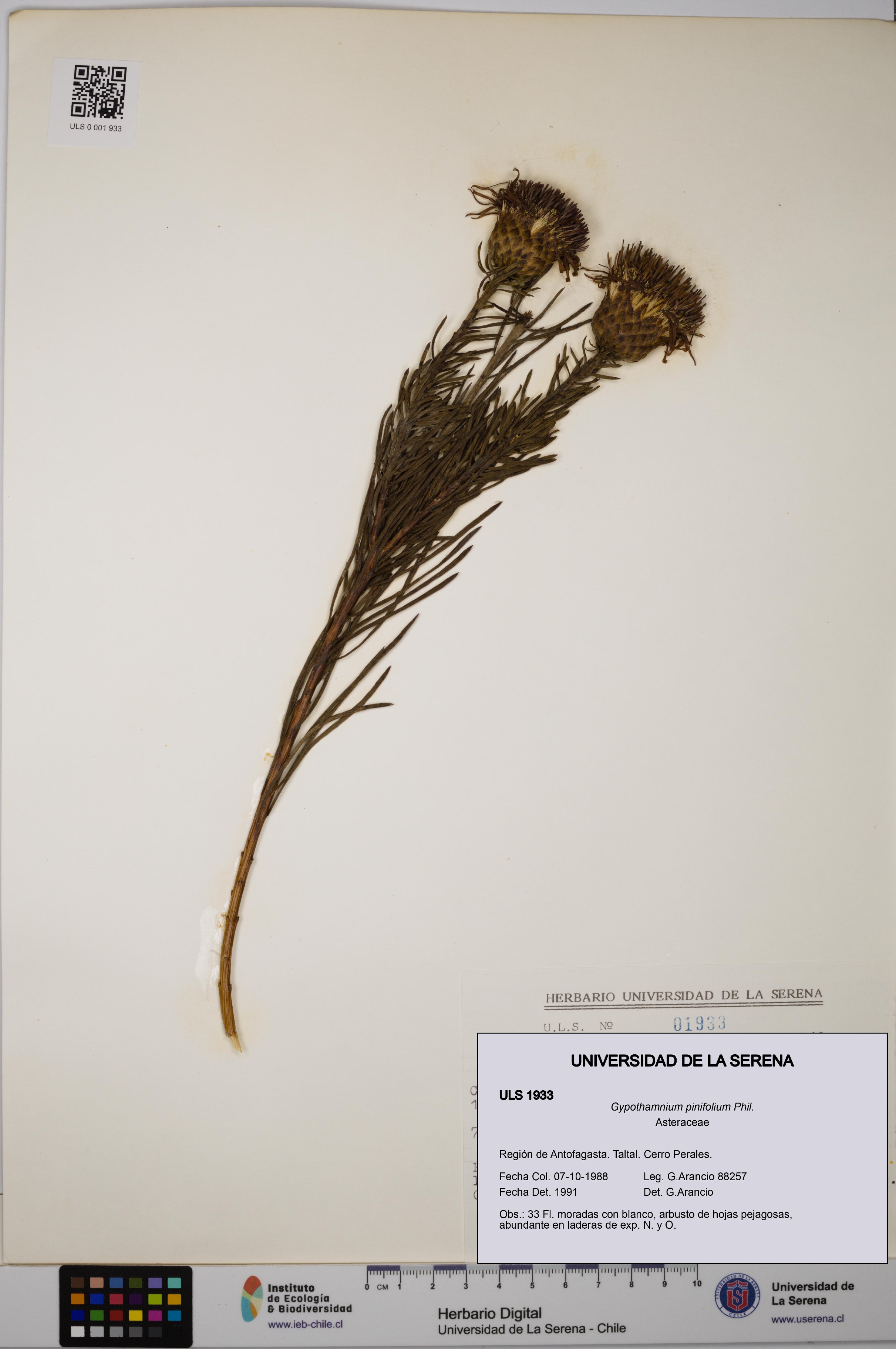 Gypothamnium pinifolium [Espécimen: ULS:ULS:0001933]