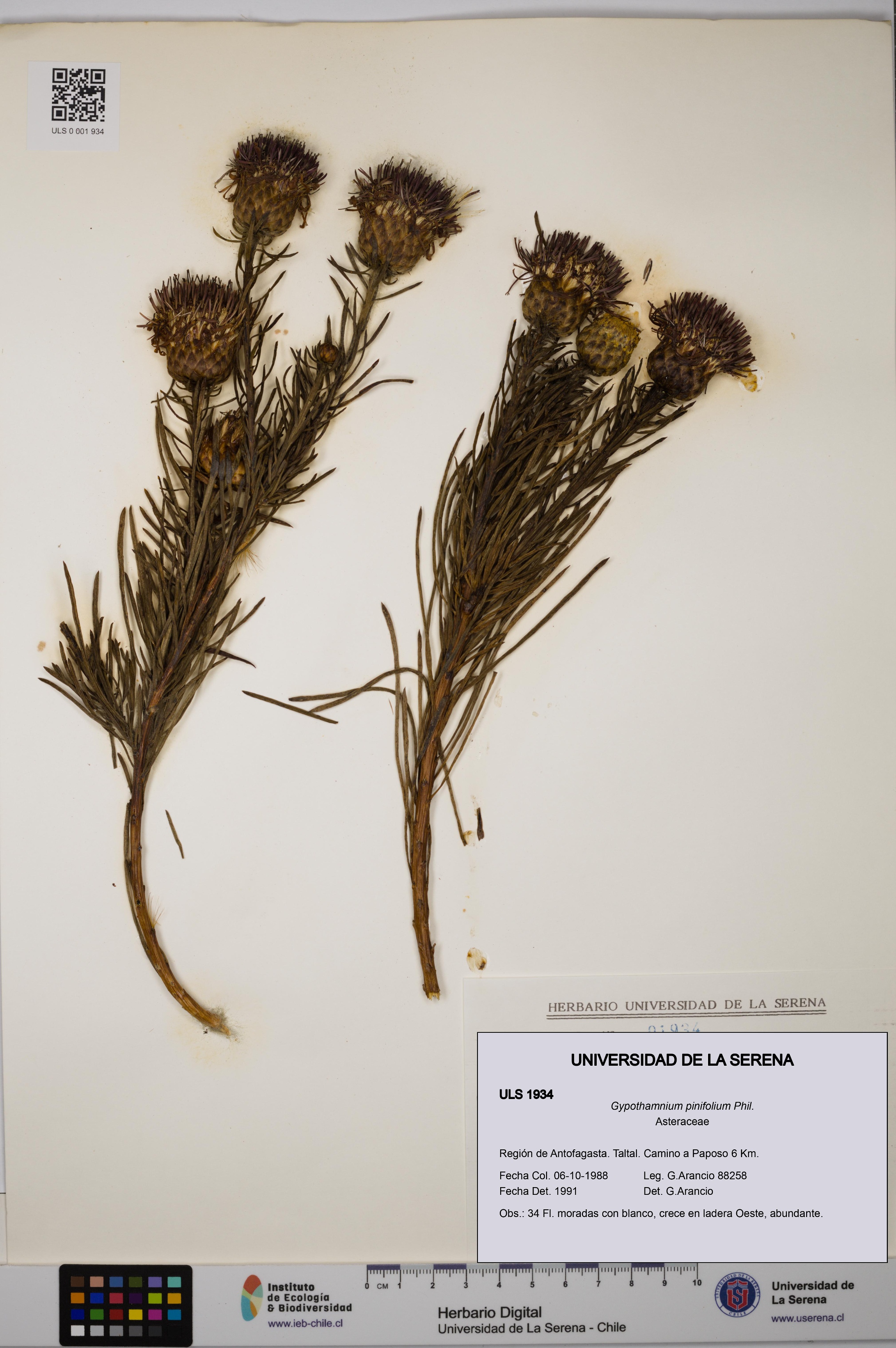 Gypothamnium pinifolium [Espécimen: ULS:ULS:0001934]