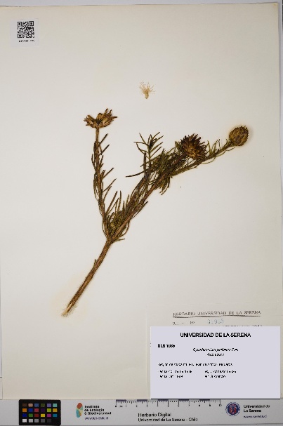 Gypothamnium pinifolium [Espécimen: ULS:ULS:0001935]