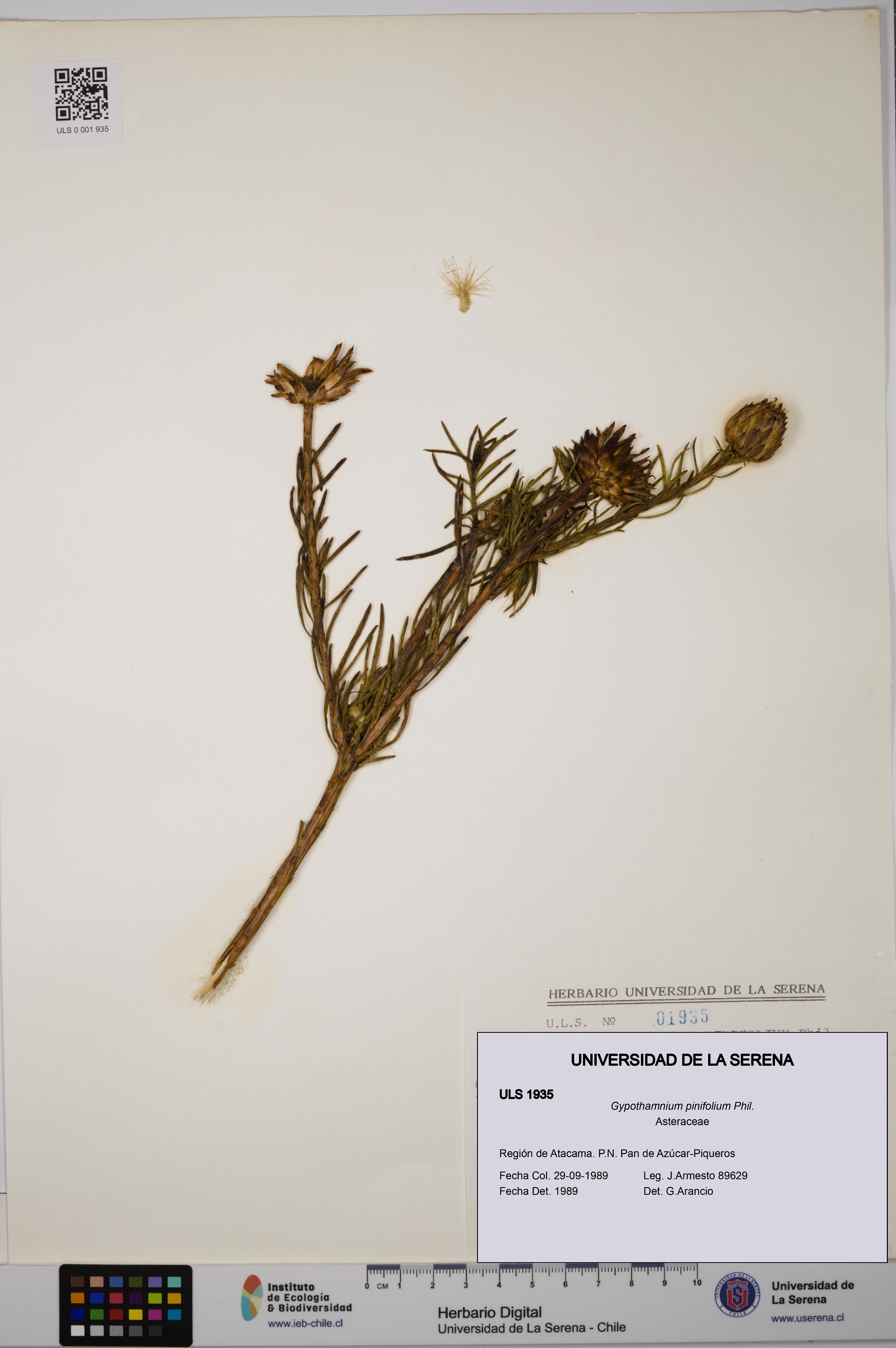 Gypothamnium pinifolium [Espécimen: ULS:ULS:0001935]