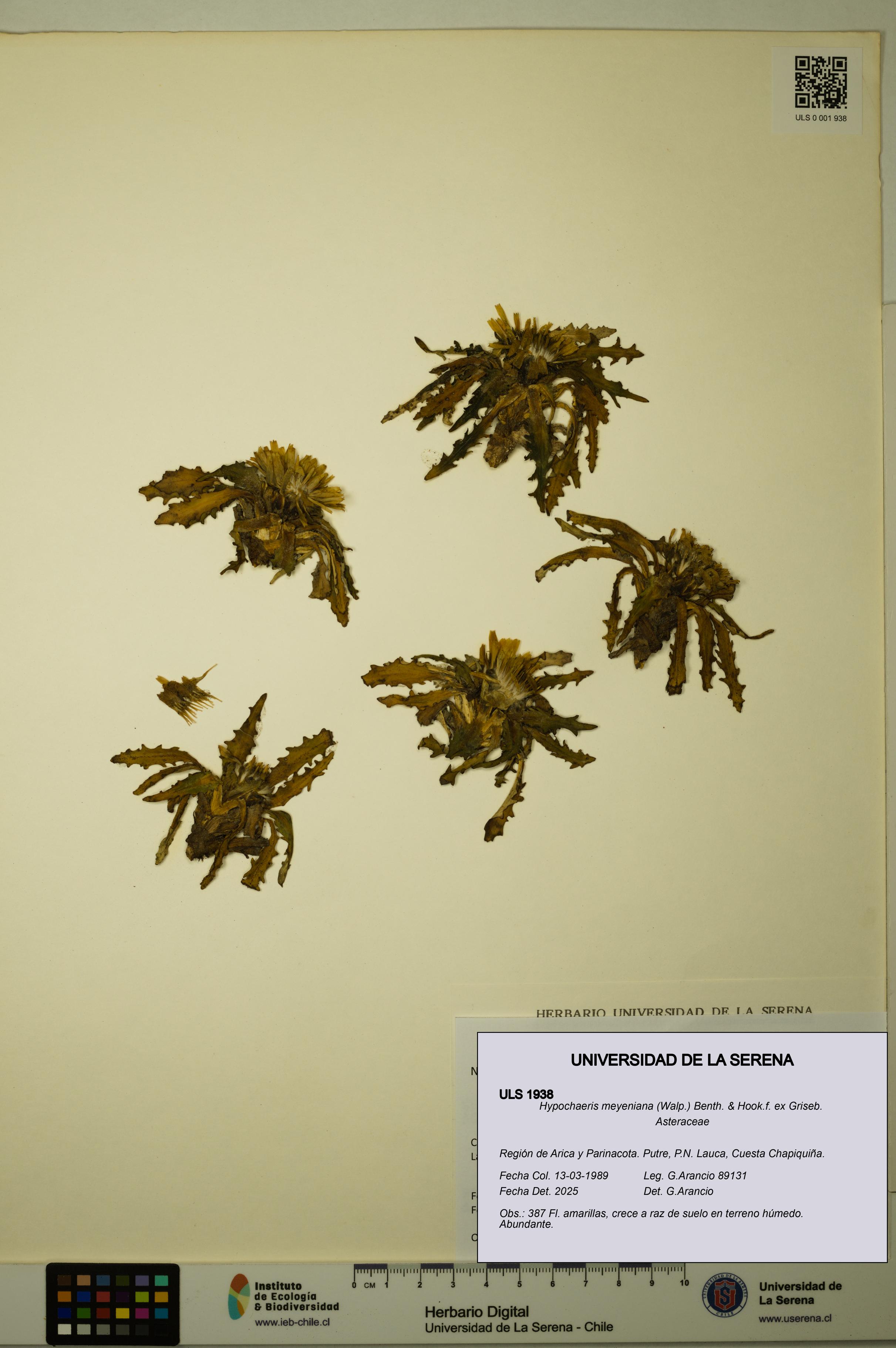 ULS:ULS:0001938
