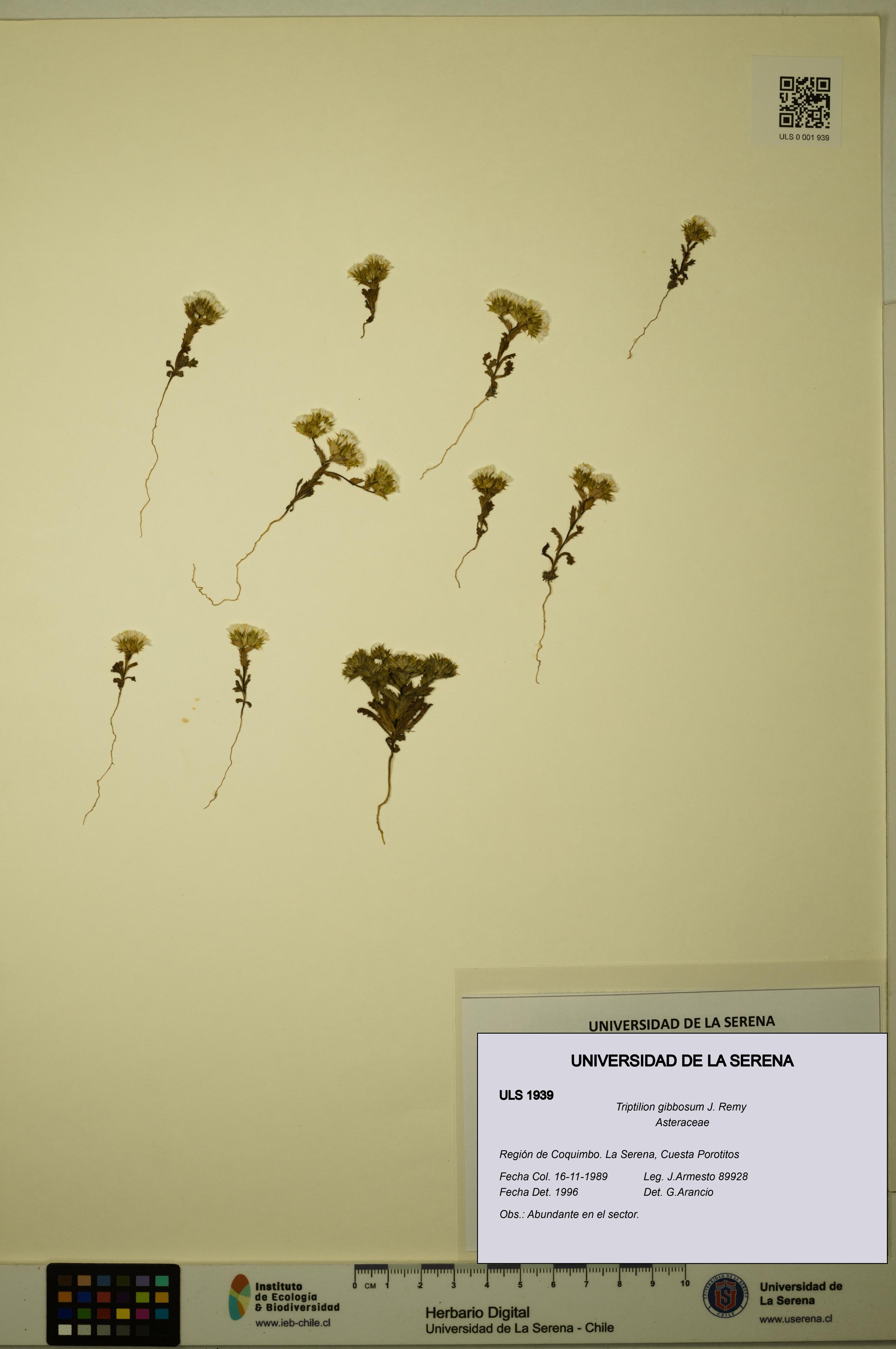 Triptilion gibbosum [Espécimen: ULS:ULS:0001939]