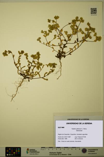 Triptilion gibbosum [Espécimen: ULS:ULS:0001940]