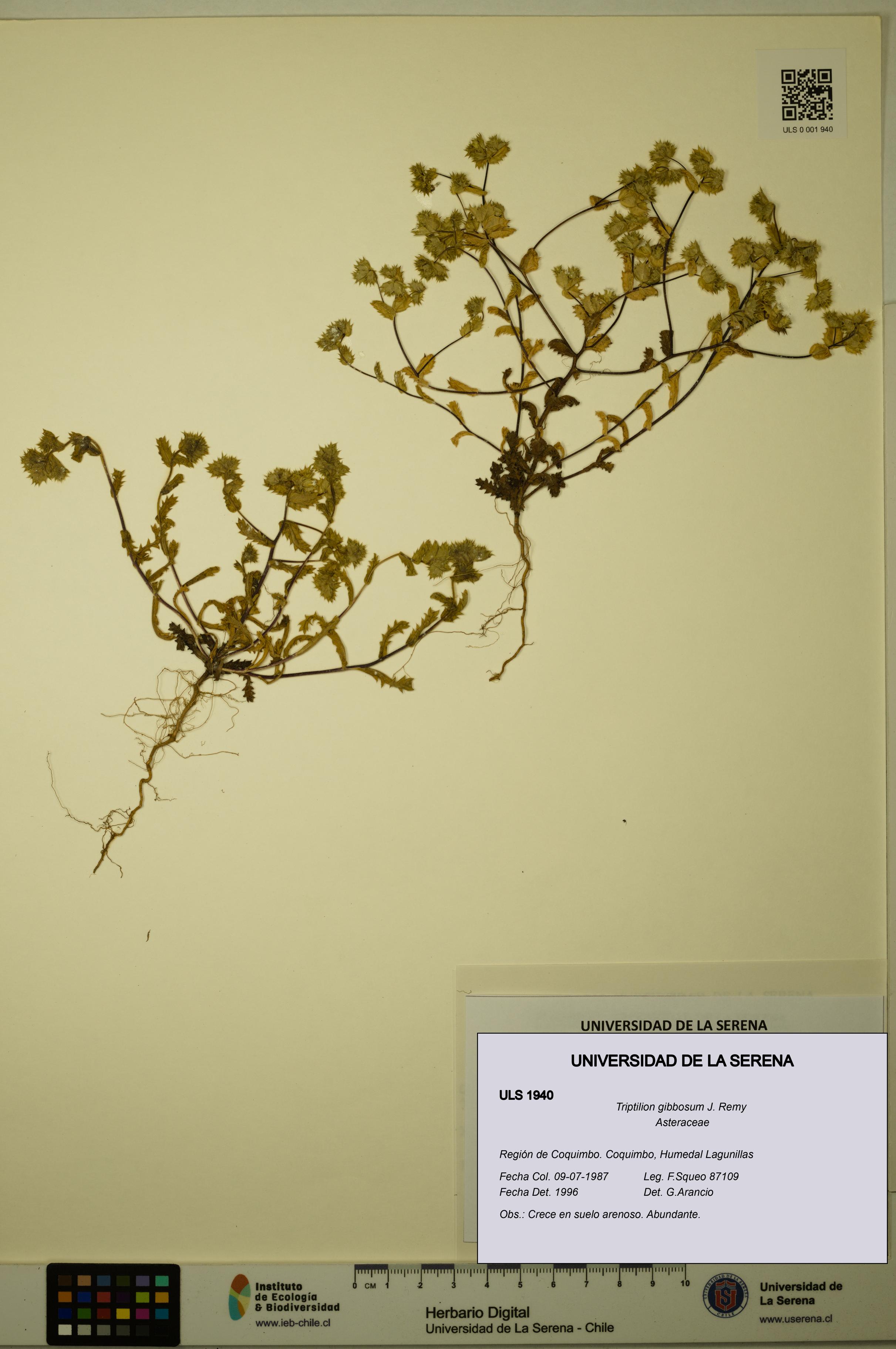 Triptilion gibbosum [Espécimen: ULS:ULS:0001940]