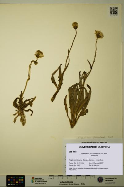 Hypochaeris scorzonerae [Espécimen: ULS:ULS:0001941]