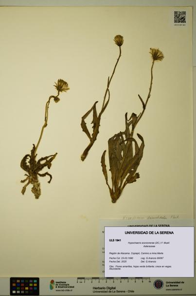 Hypochaeris scorzonerae [Espécimen: ULS:ULS:0001941]