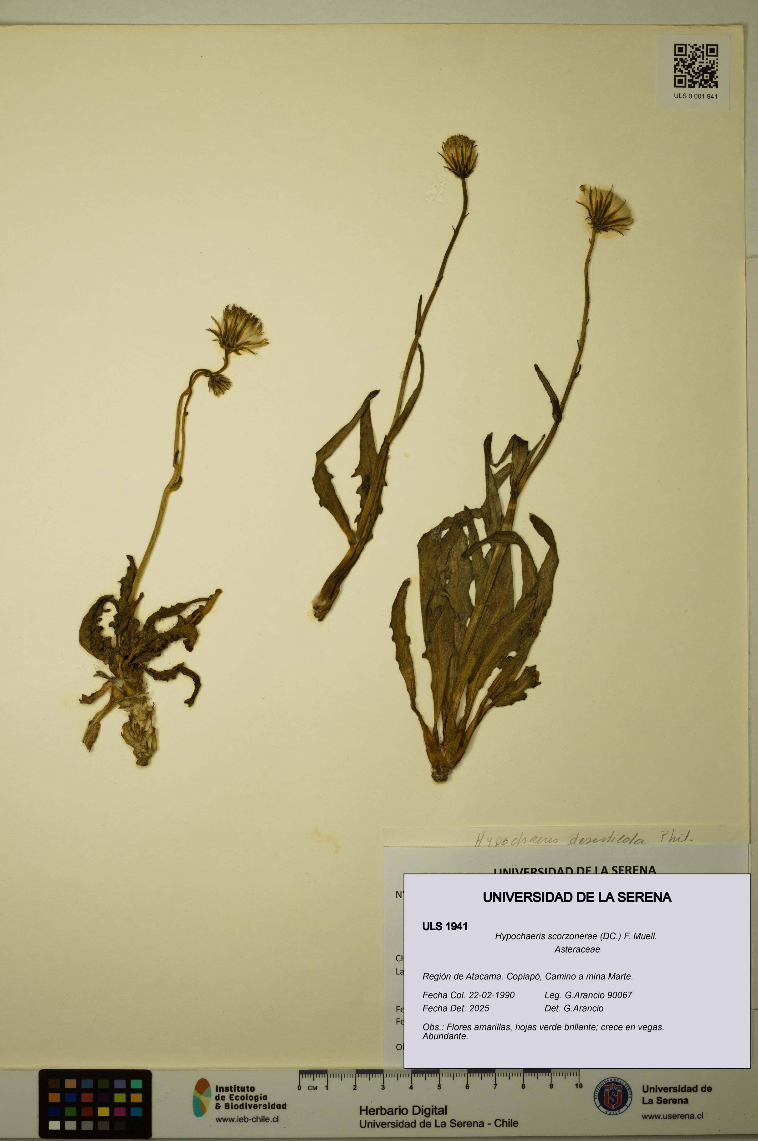 Hypochaeris scorzonerae [Espécimen: ULS:ULS:0001941]