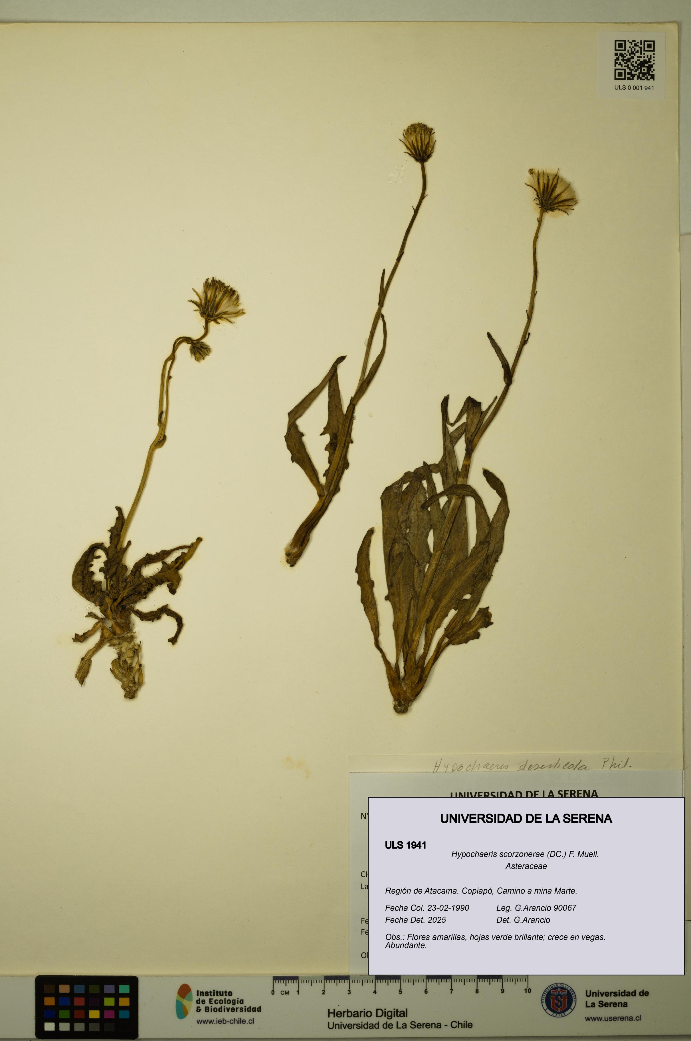 Hypochaeris scorzonerae [Espécimen: ULS:ULS:0001941]