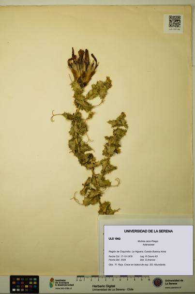 Mutisia cana [Espécimen: ULS:ULS:0001942]