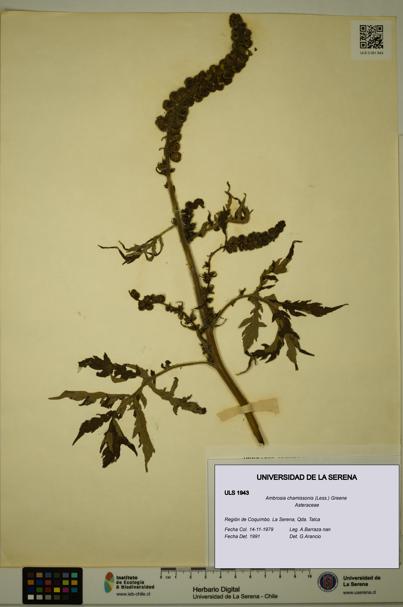 Ambrosia chamissonis [Espécimen: ULS:ULS:0001943]