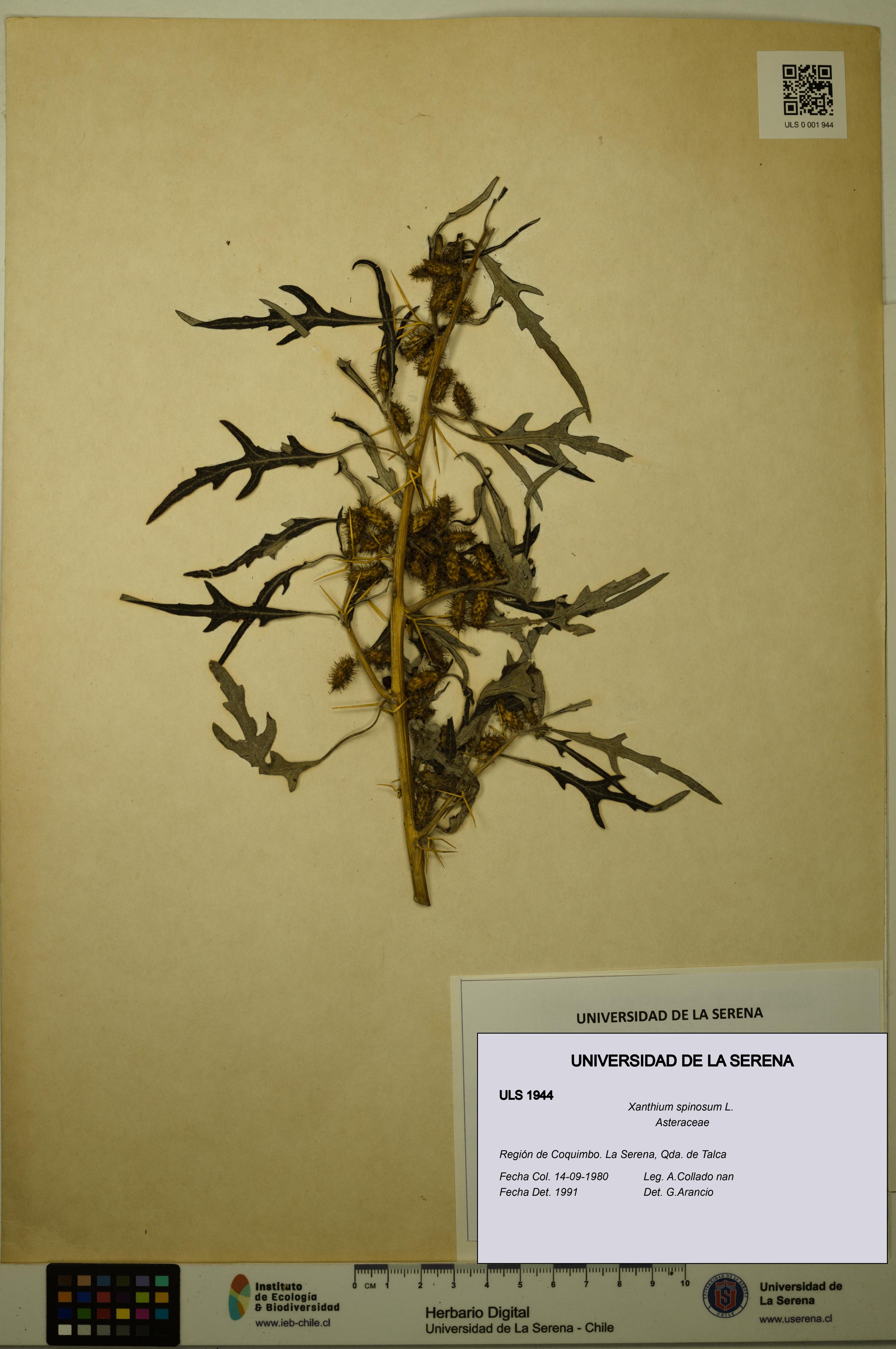 Xanthium spinosum [Espécimen: ULS:ULS:0001944]