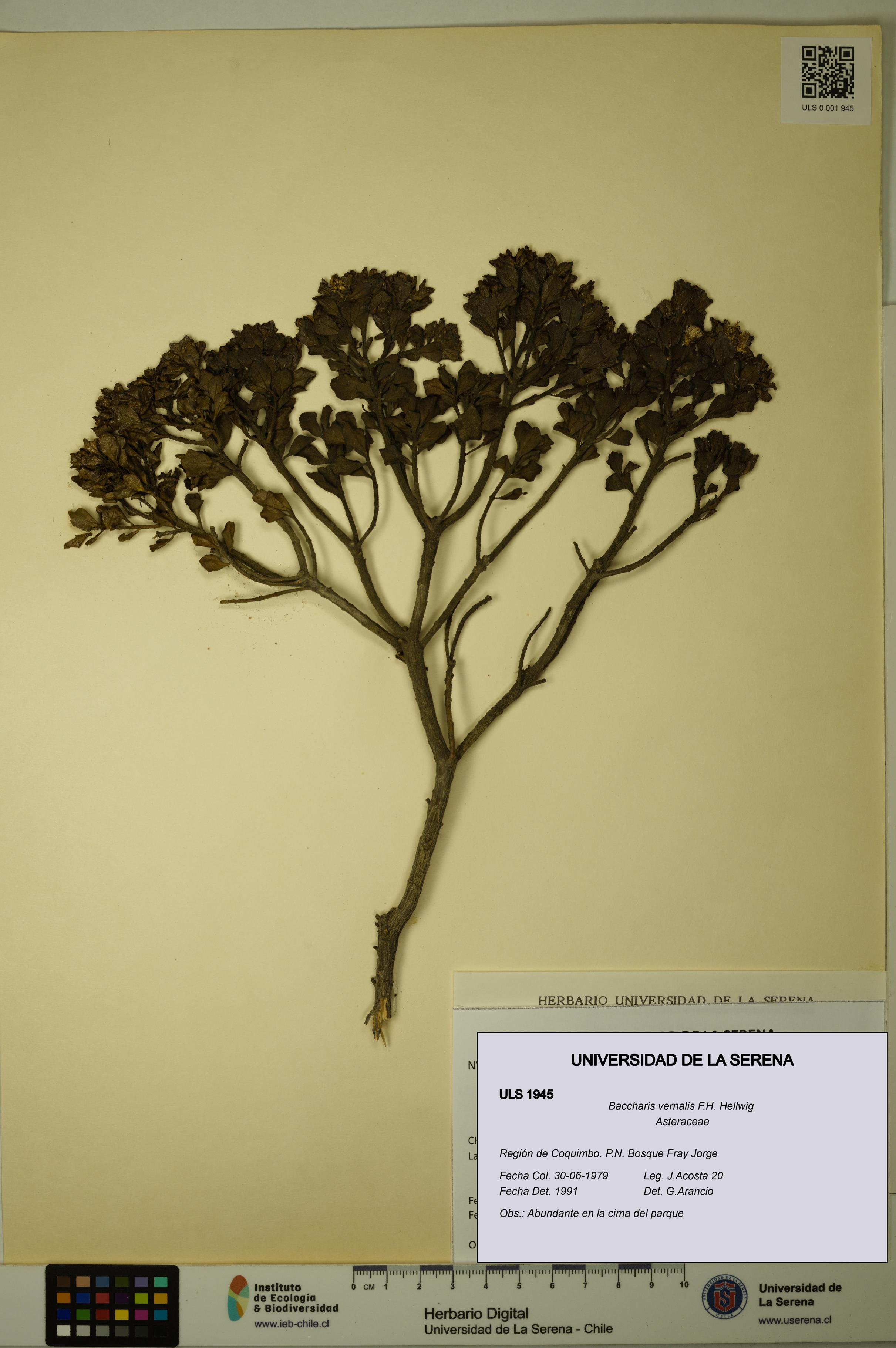 Baccharis vernalis [Espécimen: ULS:ULS:0001945]