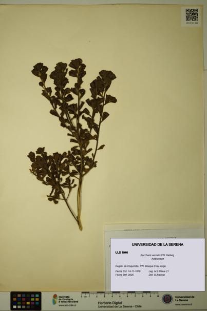 Baccharis vernalis [Espécimen: ULS:ULS:0001946]