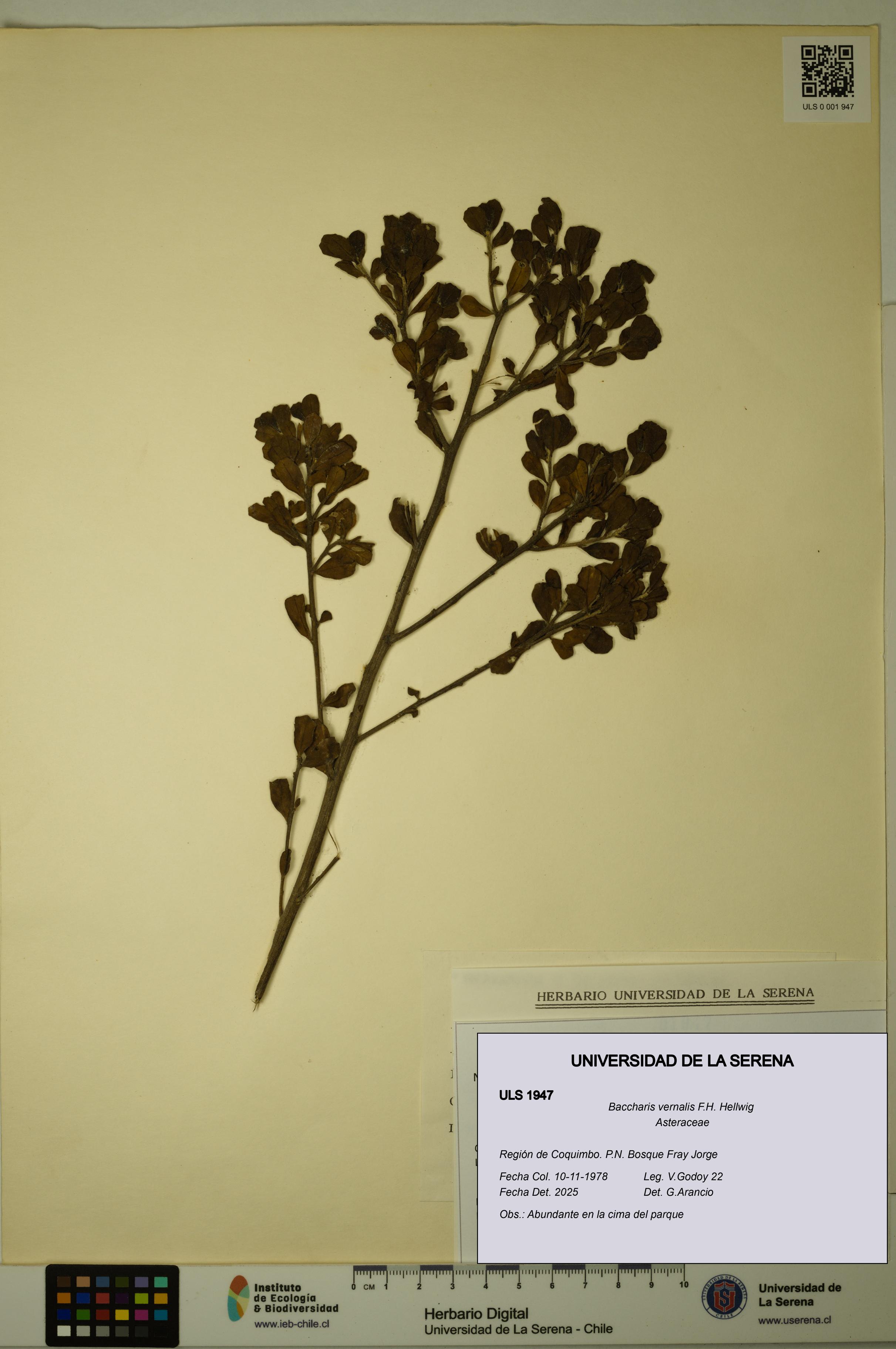 Baccharis vernalis [Espécimen: ULS:ULS:0001947]