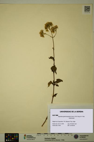 Ageratina glechonophylla [Espécimen: ULS:ULS:0001948]