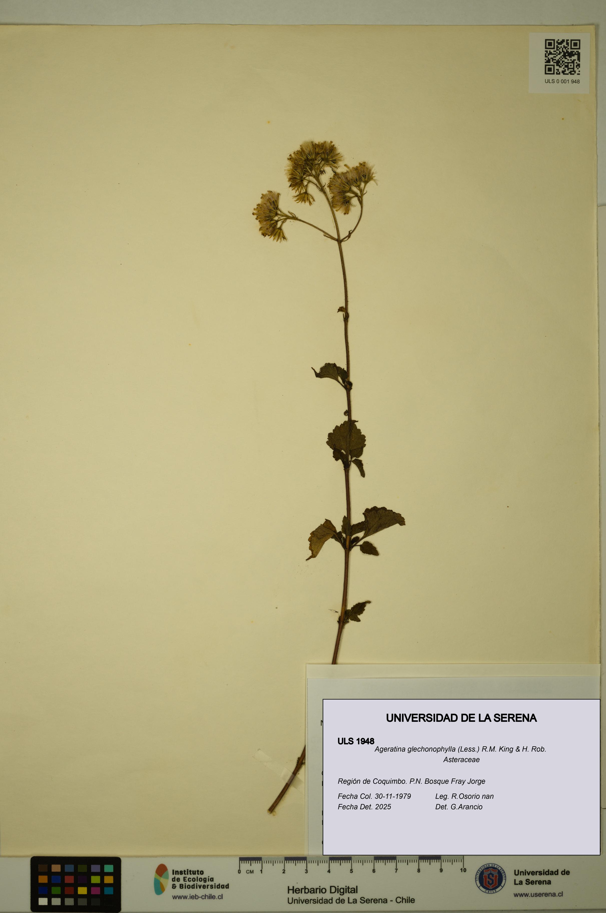 Ageratina glechonophylla [Espécimen: ULS:ULS:0001948]