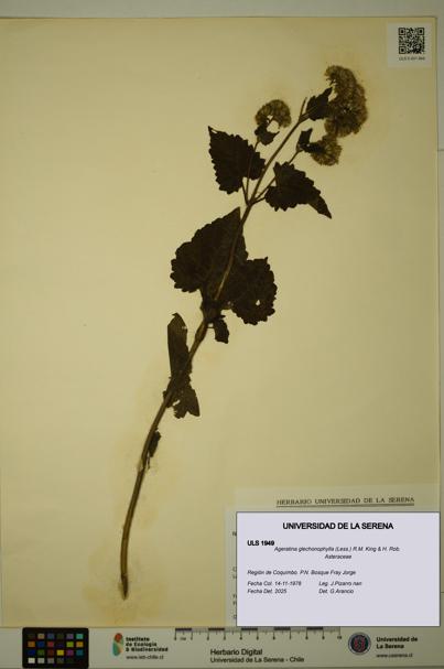 Ageratina glechonophylla [Espécimen: ULS:ULS:0001949]